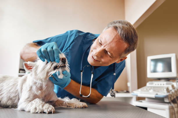 Best Emergency Dental Surgery in Murphy, MO